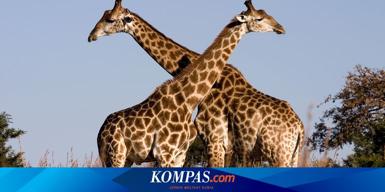 Ternyata Leher Panjang Jerapah Bukan Untuk Makan Tetapi
