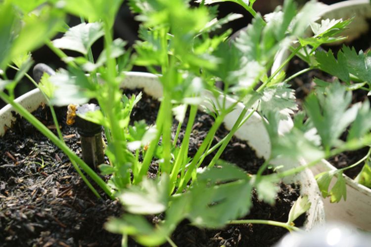 Ilustrasi seledri hidroponik