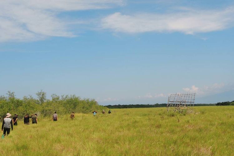 Hamparan padang rumput atau savana di Pulau Panjang, Sumbawa, Nusa Tenggara Barat.