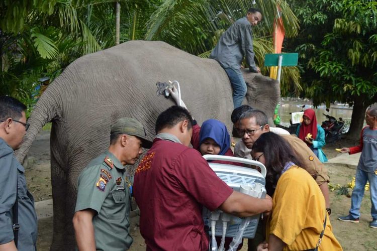 Pemeriksaan kehamilan gajah Ngatini di kawasan TWA Buluh Cina, Kecamatan Siak Hulu, Kabupaten Kampar, Riau, Kamis (23/1/2020).