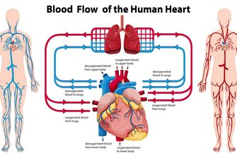 Mengenal Organ Peredaran Darah Manusia beserta Fungsi dan Sistemnya