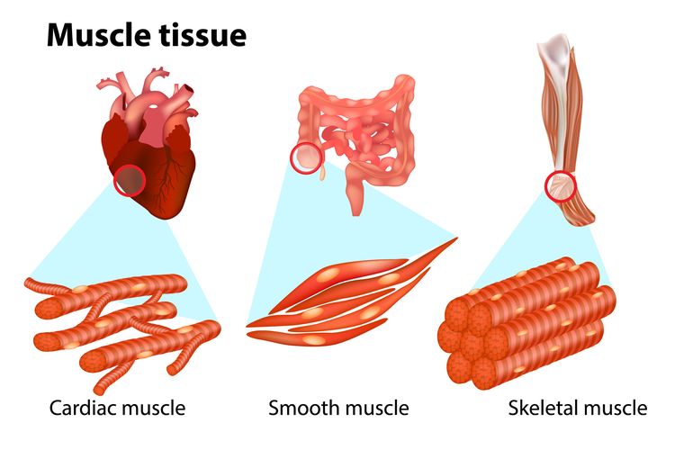 Tiga Jenis Otot Pada Manusia