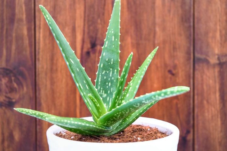 Aloe vera.