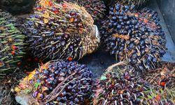 Ekspansi Sawit di Papua, Biodiesel untuk Transisi Energi Belum Ramah Lingkungan