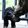Seekor Bayi Badak Sumatera Lahir di Taman Nasional Way Kambas