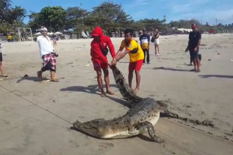 Petugas Balawista dan warga saat berusaha menangkap buaya yang muncul di Pantai Legian, Kuta, Badung, Bali, pada Rabu (4/1/2023). /Istimewa