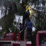 Damkar Padang Evakuasi Kucing Hamil yang Terjebak 2 Hari di Pohon Kelapa Setinggi 8 Meter