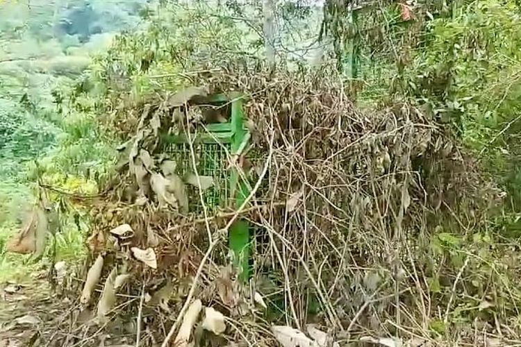Kandang jebak yang dikamuflasekan sebagai rimbunan semak di kawasan hutan TNBBS, Jumat (15/3/2024). Kandang jebak ini digunakan untuk menangkap harimau sumatera yang diduga menewaskan dua petani dan melukai satu petani di Lampung Barat.