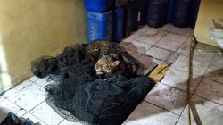 Macan Tutul Masuk Permukiman di Pacet Bandung, Warga Berhasil Tangkap Tanpa Melukai