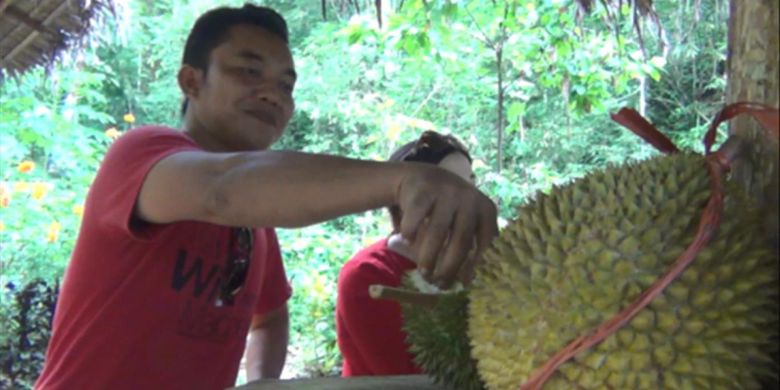 Sambil menikmati suasana alam wisata Banyu Nget, Trenggalk, Jatim, pengunjung bisa menikmati buah durian ketika musim panen di kawasan hutan tersebut.