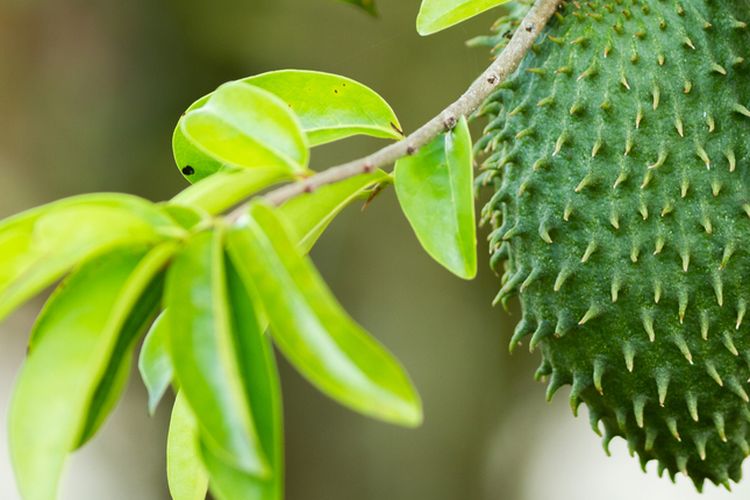 Ilustrasi tanaman sirsak, daun sirsak. 