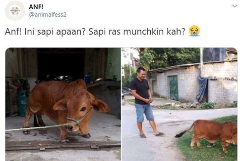 Viral Foto Sapi Berkaki Pendek, Jenis Apa Ini?