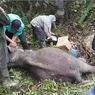 Anak Gajah Berusia 2 Tahun Mati di Riau, Berawal dari Luka Kena Jerat