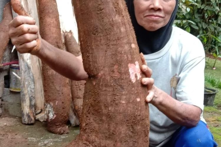 Saolah dan ketela yang dipanen dari halaman rumahnya pada Pedukuhan Jonggrangan, Kalurahan Jatimulyo, Kapanewon Girimulyo, Kabupaten Kulon Progo, Daerah Istimewa Yogyakarta.