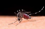 Bumi Makin Hangat, Eropa Bersiap Hadapi Ledakan Kasus Chikungunya