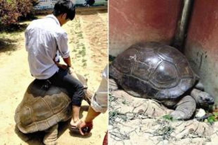 Video seorang turis yang menunggangi seekor kura-kura raksasa langka di sebuah taman safari di Xiamen, China terebar di internet dan mengakibatkan seorang petugas taman dipecat.