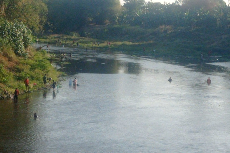 Warga ramai-ramai menangkap ikan yang teler akibat fenomena bladu di Sungai Bengawan Solo di Kampung Sewu, Jebres, Solo, Jawa Tengah, Kamis (21/9/2023).