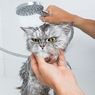 Jangan Mandikan Kucing dengan Sabun Cuci Piring, Ini Bahayanya Menurut Dokter Hewan