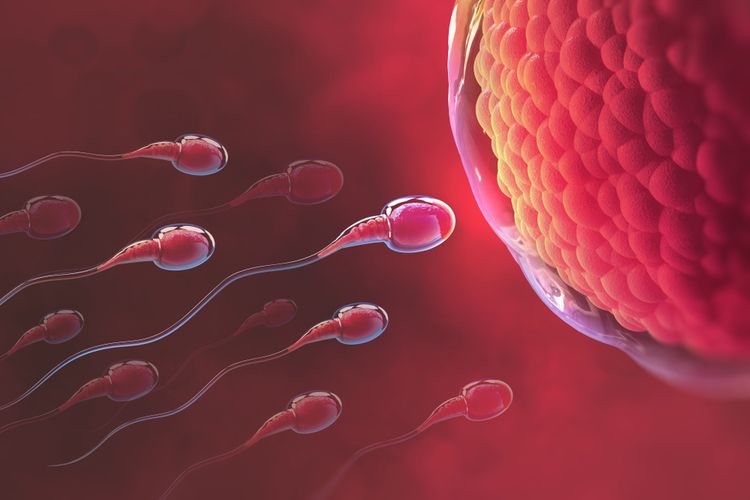 Ilustrasi sperma bergerak menuju ovum