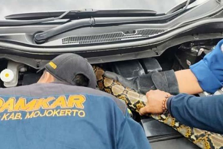 Petugas Damkar mengevakuasi ular Sanca Kembang dari dalam mobil di Kelurahan Sarirejo, Kecamatan Mojosari, Kabupaten Mojokarto, Selasa (22/2/2022).