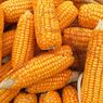 Produksi Jagung Diperkirakan Surplus, Bapanas Buka Peluang Ekspor