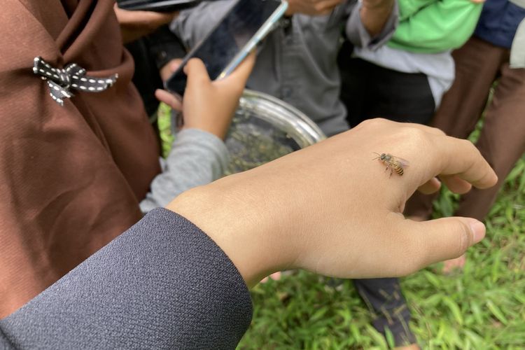 Salah satu lebah yang sempat hinggap di tangan penulis saat penulis sedang berkunjung ke area budi daya lebah madu yang berada di lembah hutan kaki Gunung Pangrango di Desa Bojongmurni, Kecamatan Ciawi, Kabupaten Bogor, Minggu (23/5/2021).