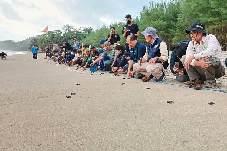 Pelepasan tukik Lengkang di Pantai Bajulmati, Desa Gajahrejo, Kecamatan Gedangan, Kabupaten Malang, Jawa Timur, Kamis (18/8/2022).