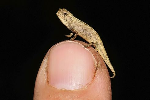 Bunglon dari Madagaskar Ini Merupakan Reptil Terkecil di Bumi