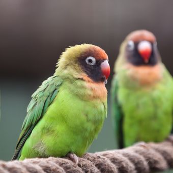 Black-cheeked Lovebird