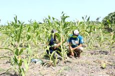 Diserang Hama Tikus, Petani Jagung di Lumajang Beralih Tanam Tembakau 