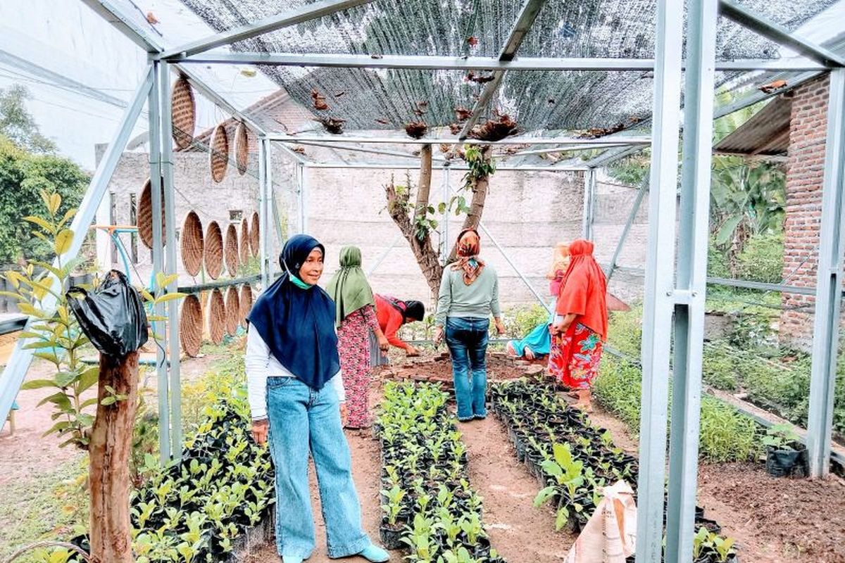 Pemanfaatan lahan kosong dijadikan sebagai urban farming di perkarangan rumah warga Bandarlampung. Minggu, Bandarlampung, (28/2/2022). 
