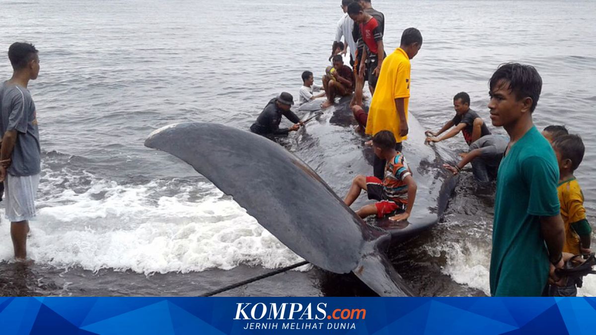 Seekor Paus Terdampar di Pantai Ternate