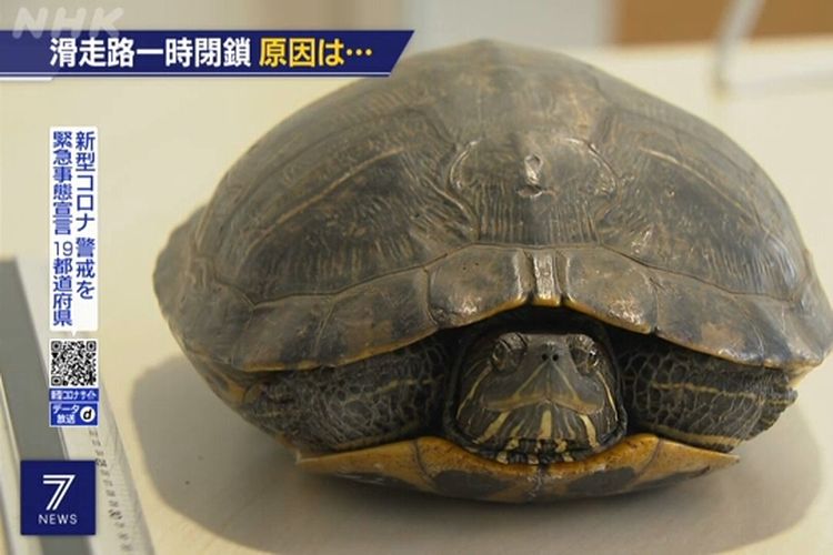 Kura-kura yang menyeberang di landasan pacu Bandara Narita Jepang pada Jumat (24/9/2021) berhasil diselamatkan.