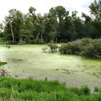 Small wetland in Marshall County, Indiana