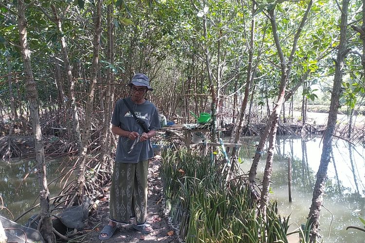 Saat Sururi berada di pembibitan mangrove Mangunharjo, Kota Semarang, Jawa Tengah
