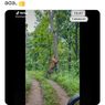 Beredar Video Hoaks Harimau di Grobogan, Ini Faktanya