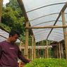 Mengenal Khafidz, Sempat Kesulitan Cari Kerja, Kini Sukses Bisnis Hidroponik dengan Omzet Rp 11 Juta Per Bulan