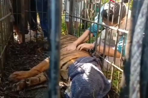BKSDA Sumbar Berhasil Evakuasi Harimau yang Masuk Pemukiman Warga Agam