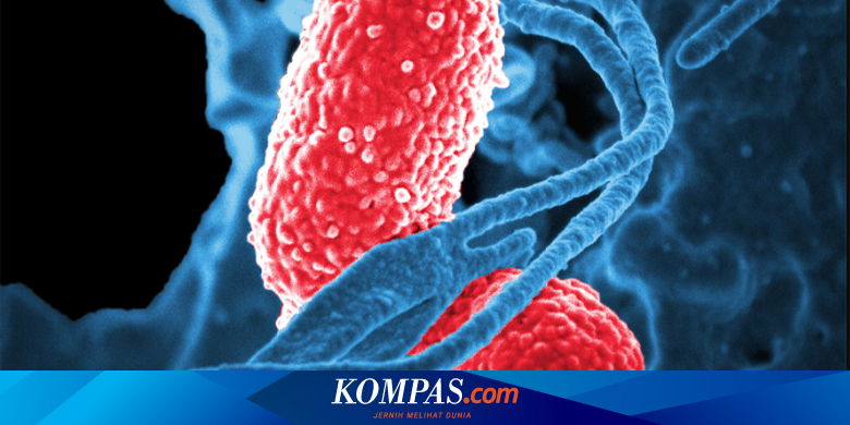 Peneliti Ungkap Alasan Pneumonia Akibat Covid 19 Lebih Merusak Paru Paru Halaman All Kompas Com