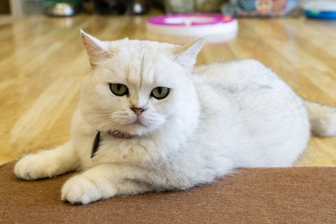 7 Kucing Berbulu Putih yang Lucu dan Menggemaskan