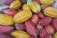 Kakorlantas Ucapkan Selamat Natal: Damai Menyertai Kita Semua