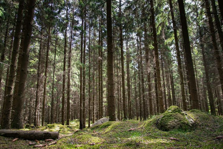 5 Wisata Hutan Pinus di Malang Raya untuk Liburan Sejuk