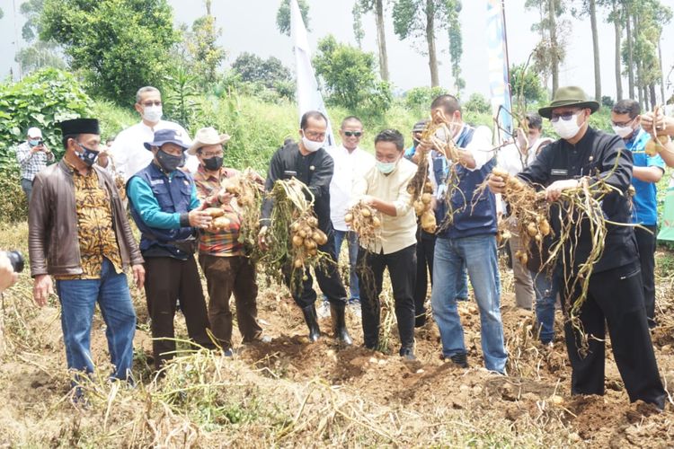 Dinas Pertanian dan Perkebunan Kabupaten Bandung meninjau panen raya kentang di  Kertasari Kabupaten Bandung, Sabtu (12/3/2022)