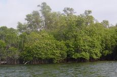 Pertahankan Hutan dan Mangrove Enggano