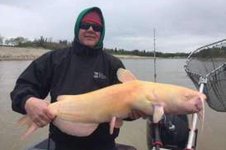 Seorang Nelayan Tangkap Ikan Lele Albino Sepanjang 1 Meter