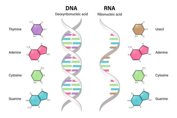 Ilustrasi struktur DNA dan RNA.