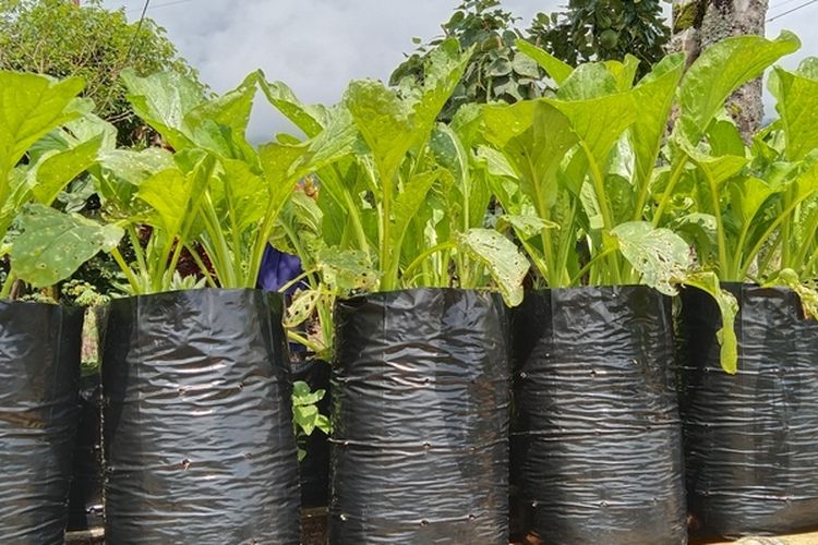 Ilustrasi menanam sayuran di polybag. 