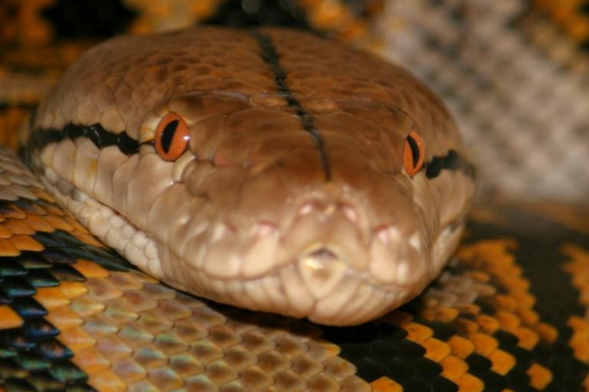 Sanca Batik (Phyton reticulatus)