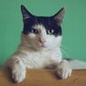 Riset Buktikan, Kucing Mampu Mengenali dan Merespon Suara Pemiliknya