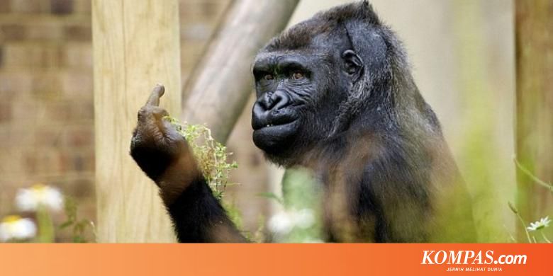 640 Gambar Anak Kecil Acungkan Jari Tengah Gratis Terbaik